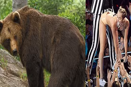 Động vật nhảy “gợi tình” giống Miley