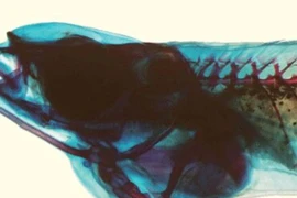 Loài vật chỉ có ở Việt Nam: Lọt top dị nhất thế giới