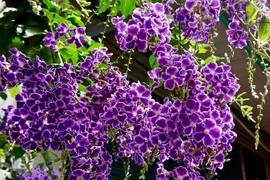 Loài cây được phong “thần giữ của”, đẹp hút hồn, hút luôn tài lộc