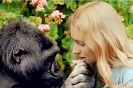 Thí nghiệm gây sốc: Tiêm tinh trùng của tinh tinh vào cơ thể người