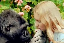 Thí nghiệm gây sốc: Tiêm tinh trùng của tinh tinh vào cơ thể người