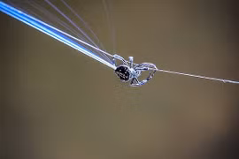 Siêu nhện bắn tơ dài ngang cây cầu, dai gấp 10 lần áo chống đạn