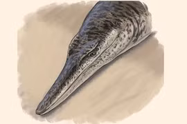 Quái vật biển 140 triệu tuổi ở Đức hiện hình, các chuyên gia bối rối