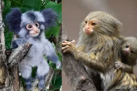 Loài có họ hàng xa với con người, biết đặt tên cho nhau 