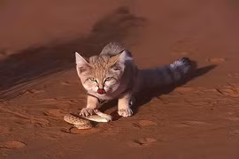 Choáng loài mèo thèm ăn rắn độc, con mồi chết 'không kịp trở răng'