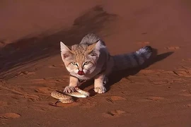 Choáng loài mèo thèm ăn rắn độc, con mồi chết 'không kịp trở răng'