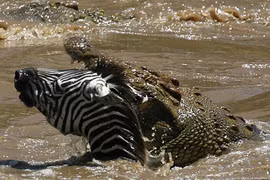 Loài cá sấu lớn nhất thế giới, nghiền nát con mồi bằng một cú cắn