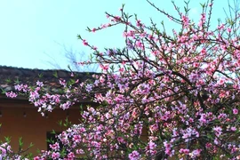 Ấn tượng mùa cao nguyên đá nở hoa