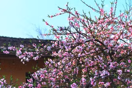 Ấn tượng mùa cao nguyên đá nở hoa