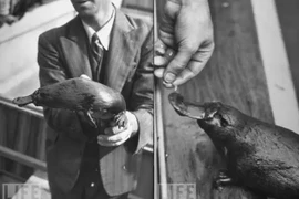 Con thú mỏ vịt 'cự tuyệt giao phối', giả mang thai đánh lừa sở thú