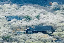 Ngắm hoa mận trắng muốt trên cao nguyên Mộc Châu