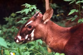Rốt ráo tìm dấu chân loài thú bí ẩn nhất thế giới