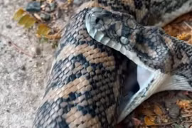 Hiện tượng trăn tự cắn chết chính mình, chuyên gia giải mã sao?