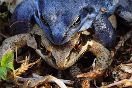 Tuyệt chiêu giả chết trốn bạn tình có một không hai của loài ếch