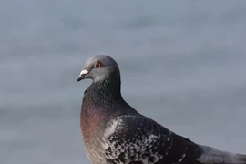 Tại sao chim bồ câu lại gật đầu khi đi bộ?