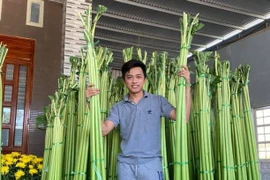 Loài cây 'đổi vận' từ cám lợn thành đặc sản quý, thu cả trăm triệu