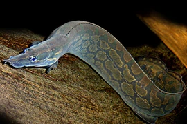 Loài cá vô địch về canxi, được ví như nhân sâm nước của Việt Nam