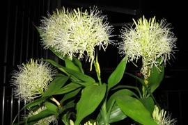 Loài cây cảnh hiếm khi nở hoa, chỉ nở khi có điềm báo