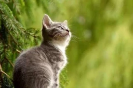 Chúc mừng 4 tuổi phát tài nhất tháng 10, đếm tiền không kịp