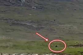 Hoang mang sinh vật lạ bất ngờ xuất hiện trong phim tài liệu