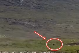 Hoang mang sinh vật lạ bất ngờ xuất hiện trong phim tài liệu