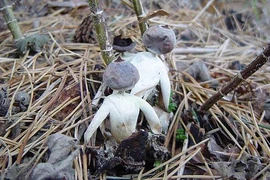 Lạnh gáy loài nấm độc giống hệt 'hình nhân thế mạng'