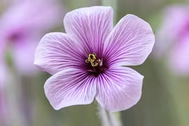 Ai sinh ngày Âm lịch này, tháng 9 Âm tiền của dồi dào