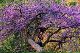 Loài cây đặc biệt giúp đổi vận tình duyên, hạnh phúc viên mãn