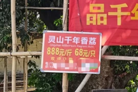 Cây vải 1.500 tuổi được bảo vệ nghiêm ngặt