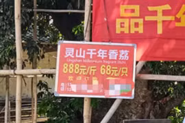 Cây vải 1.500 tuổi được bảo vệ nghiêm ngặt