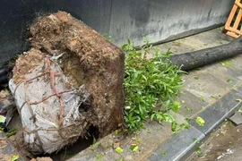 Xôn xao cây gãy đổ rễ còn nguyên bọc bầu, chuyên gia nói gì?