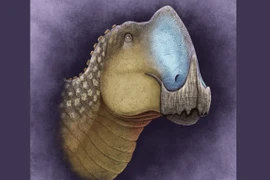 Quái thú chưa từng biết dài 8m xuất hiện ở Mexico