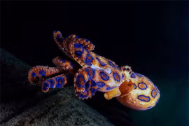 Hãi hùng loài bạch tuộc có chất độc vô phương cứu chữa, khó nhận biết