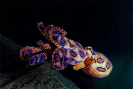 Hãi hùng loài bạch tuộc có chất độc vô phương cứu chữa, khó nhận biết