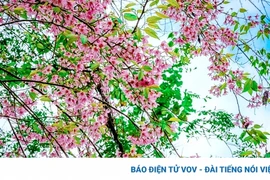 Ngắm loài hoa báo hiệu mùa xuân trên miền cao Tây Bắc