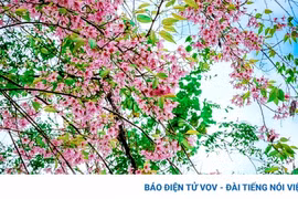 Ngắm loài hoa báo hiệu mùa xuân trên miền cao Tây Bắc