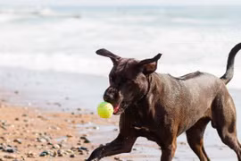 'Đệ nhất quốc khuyển' của Việt Nam thuộc hàng đắt nhất thế giới