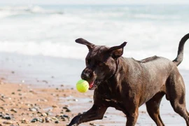 'Đệ nhất quốc khuyển' của Việt Nam thuộc hàng đắt nhất thế giới