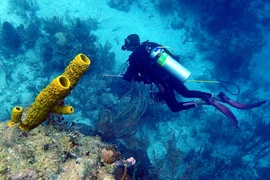 Ấn tượng cực mạnh ảnh “Bơi cùng sinh vật biển”