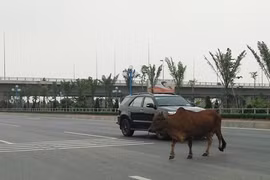Bò tràn ra đường đẹp nhất Thủ đô, ô tô phanh dúi dụi