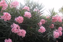 Những loại hoa đẹp vô cùng nhưng ẩn chứa chất độc gây chết người