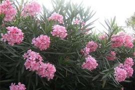 Những loại hoa đẹp vô cùng nhưng ẩn chứa chất độc gây chết người