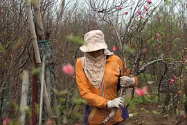 Ảnh: Người dân hối hả đến làng Nhật Tân mua đào, đem ra chợ bán