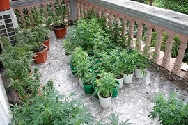 Thanh niên 9X tự trồng cần xa rồi bán qua mạng xã hội 