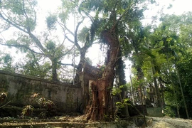 Hà Nội bán cây sưa 100 tỷ đồng: Dân buôn gỗ không dám mua