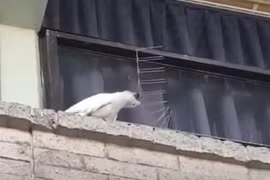 Chú vẹt có “IQ vô cực” và hành động làm ai cũng choáng váng