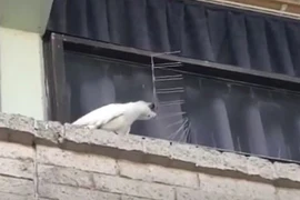 Chú vẹt có “IQ vô cực” và hành động làm ai cũng choáng váng