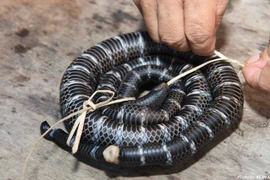 Hãi hùng tay không bắt rắn độc, bán gần 400.000 đồng/con 