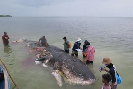 Mổ xác cá khổng lồ, phát hiện thứ ám ảnh bên trong