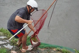 Ảnh: Mặc mưa lớn, dân Hà Nội hí hửng đổ ra sông bắt cá